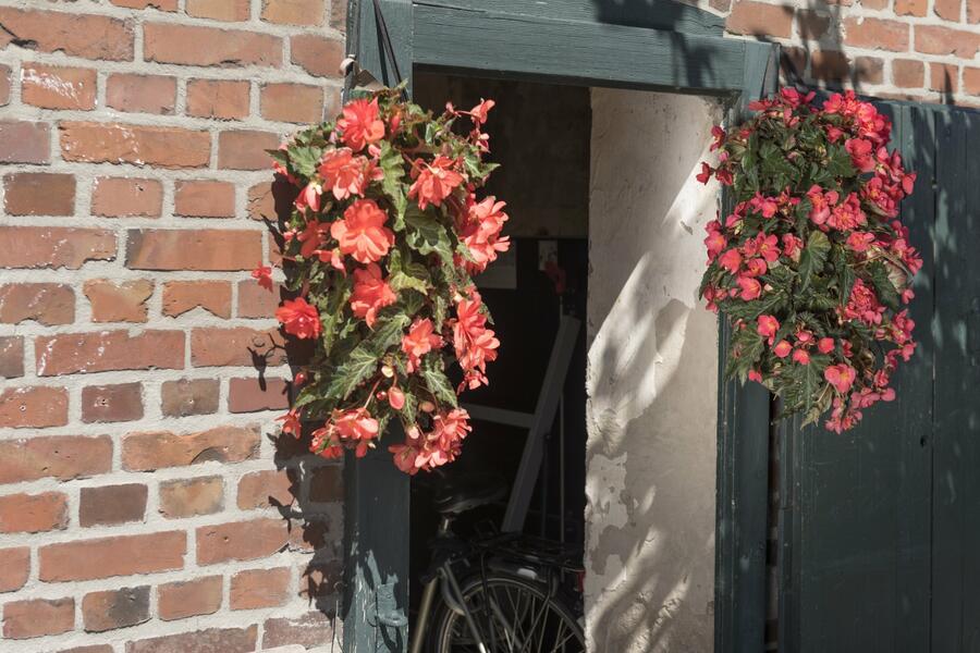 Begónie 'I'conia Miss Malibu' - Begonia 'I'conia Miss Malibu'