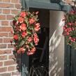 Begónie 'I'conia Miss Malibu' - Begonia 'I'conia Miss Malibu'