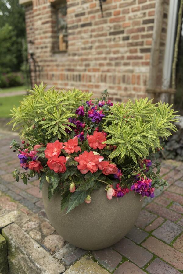 Begónie 'I'conia Miss Malibu' - Begonia 'I'conia Miss Malibu'