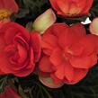 Begónie 'I'conia Miss Malibu' - Begonia 'I'conia Miss Malibu'