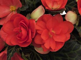 Begónie 'I'conia Miss Malibu' - Begonia 'I'conia Miss Malibu'