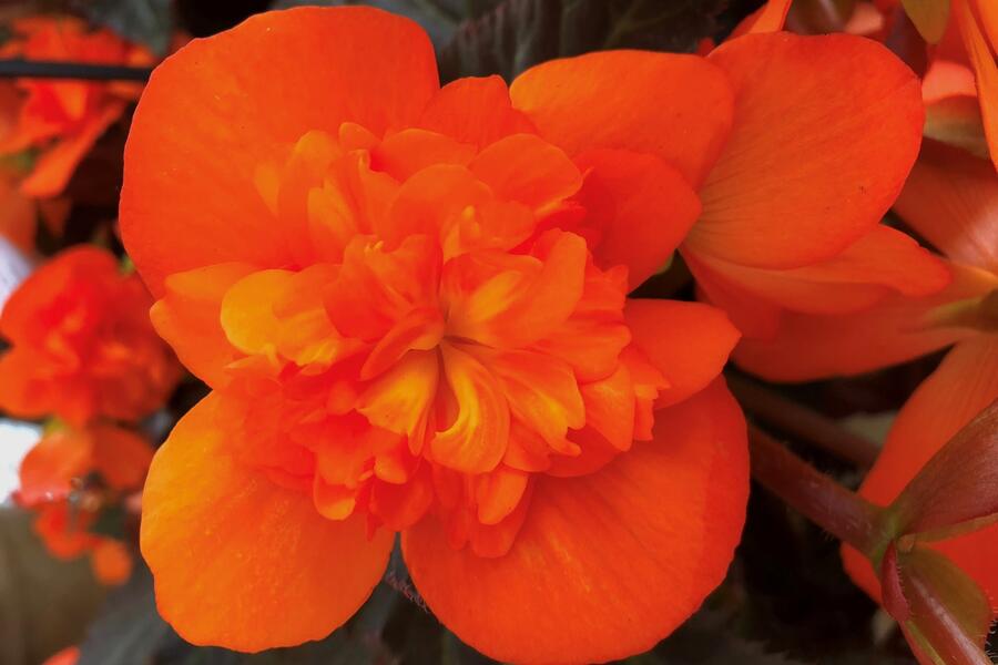 Begónie 'I'conia Portofino Orange' - Begonia 'I'conia Portofino Orange'