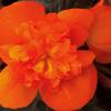 begnie I'conia Portofino Orange - Begonia I'conia Portofino Orange