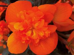 Begónie 'I'conia Portofino Orange' - Begonia 'I'conia Portofino Orange'