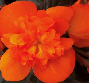 Begónie 'I'conia Portofino Orange' - Begonia 'I'conia Portofino Orange'