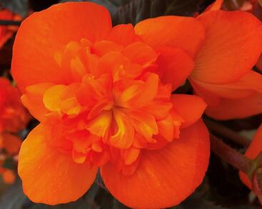 Begónie 'I'conia Portofino Orange'