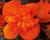Begónie 'I'conia Portofino Orange'