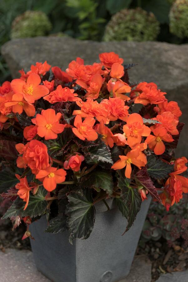 Begónie 'I'conia Portofino Orange' - Begonia 'I'conia Portofino Orange'