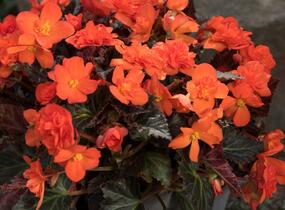 Begónie 'I'conia Portofino Orange' - Begonia 'I'conia Portofino Orange'