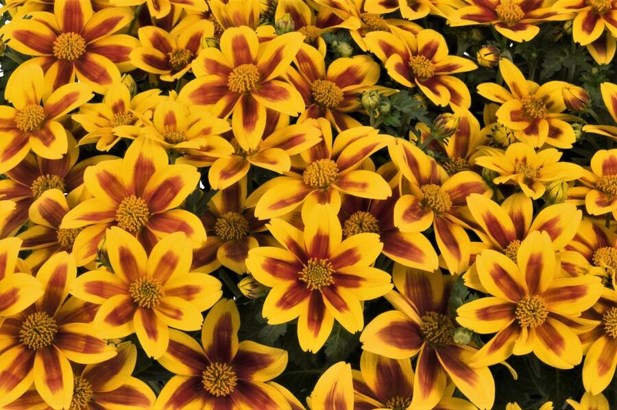 Dvouzubec 'Bidy Boom Red Eye' - Bidens 'Bidy Boom Red Eye'