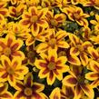 Dvouzubec 'Bidy Boom Red Eye' - Bidens 'Bidy Boom Red Eye'