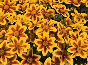 Dvouzubec 'Bidy Boom Red Eye' - Bidens 'Bidy Boom Red Eye'