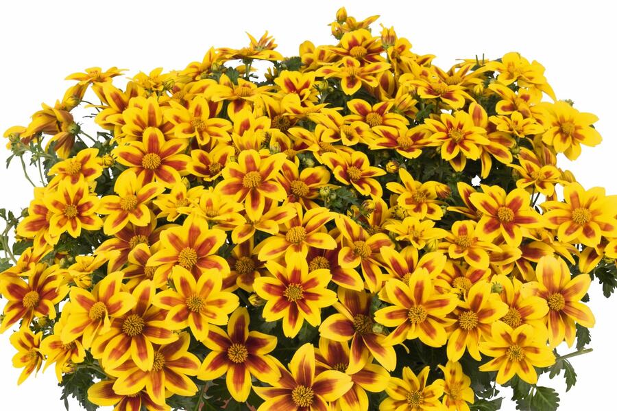 Dvouzubec 'Bidy Boom Red Eye' - Bidens 'Bidy Boom Red Eye'
