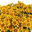 Dvouzubec 'Bidy Boom Red Eye' - Bidens 'Bidy Boom Red Eye'