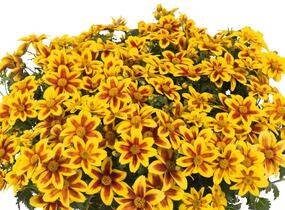 Dvouzubec 'Bidy Boom Red Eye' - Bidens 'Bidy Boom Red Eye'