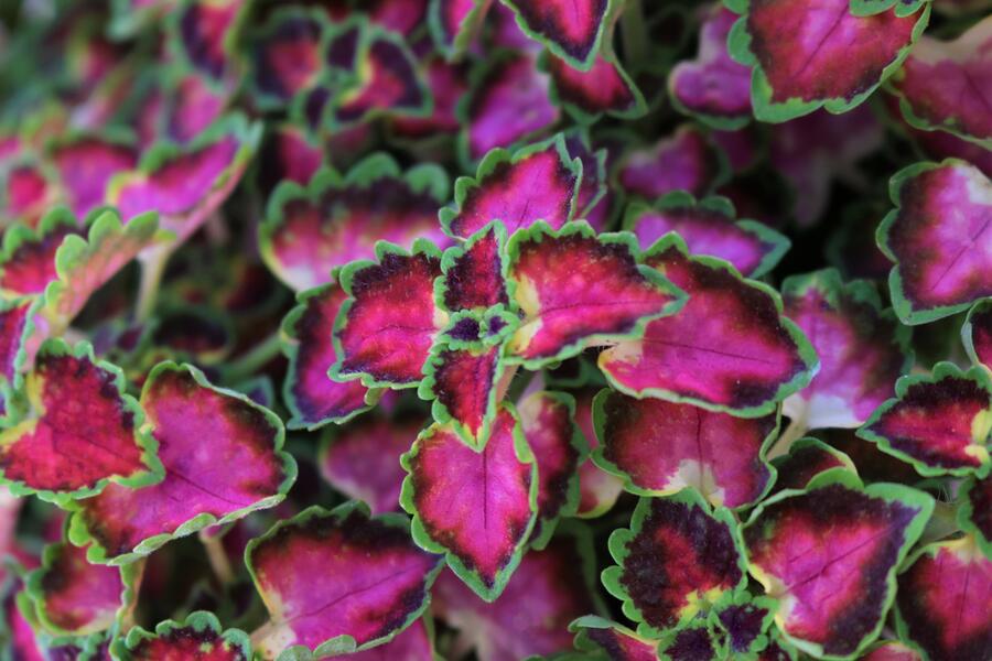 Pokojová kopřiva 'Great Falls Angel' - Coleus blumei 'Great Falls Angel'