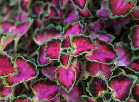 Pochvatec, Pokojová kopřiva 'Great Falls Angel' - Coleus blumei 'Great Falls Angel'