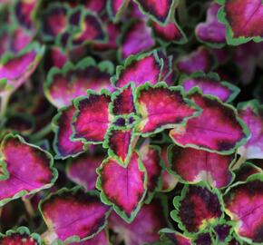 Pokojová kopřiva 'Great Falls Angel' - Coleus blumei 'Great Falls Angel'