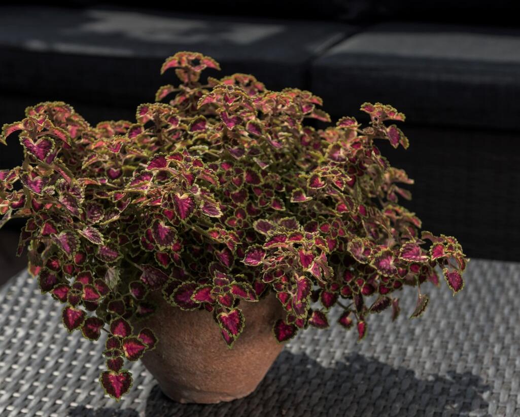 Pochvatec, Pokojová kopřiva 'Great Falls Angel' - Coleus blumei 'Great Falls Angel'