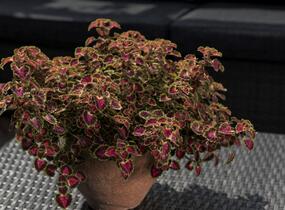 Pochvatec, Pokojová kopřiva 'Great Falls Angel' - Coleus blumei 'Great Falls Angel'