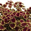 Pochvatec, Pokojová kopřiva 'Great Falls Alamare' - Coleus blumei 'Great Falls Alamare'