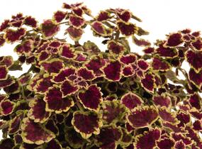 Pochvatec, Pokojová kopřiva 'Great Falls Alamare' - Coleus blumei 'Great Falls Alamare'