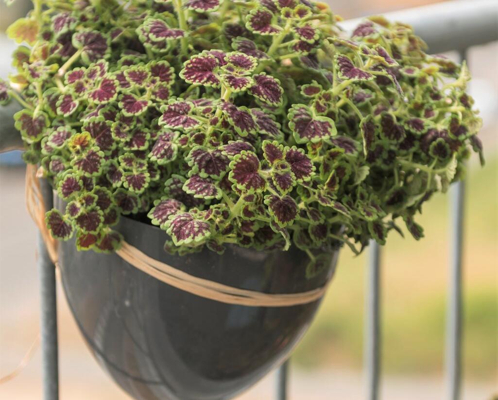 Pochvatec, Pokojová kopřiva 'Great Falls Alamare' - Coleus blumei 'Great Falls Alamare'
