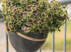 Pochvatec, Pokojová kopřiva 'Great Falls Alamare' - Coleus blumei 'Great Falls Alamare'