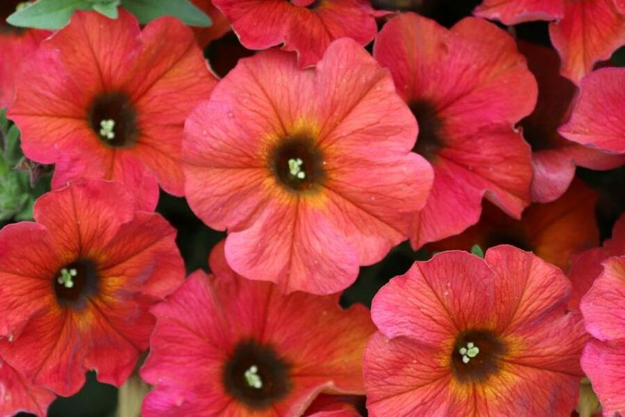 Petúnie 'Chameletunia Cinnamon' - Petunia hybrida 'Chameletunia Cinnamon'