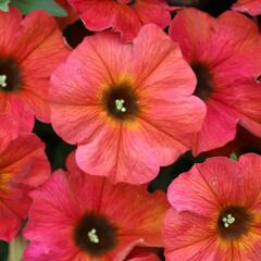 Petúnie 'Chameletunia Cinnamon' - Petunia hybrida 'Chameletunia Cinnamon'