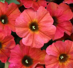 Petúnie 'Chameletunia Cinnamon' - Petunia hybrida 'Chameletunia Cinnamon'