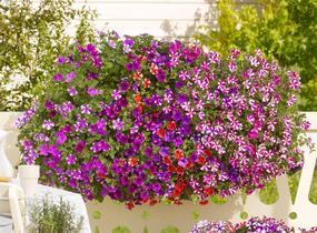 Petúnie 'Peppy Blue' - Petunia hybrida 'Peppy Blue'