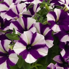 Petúnie 'Peppy Blue' - Petunia hybrida 'Peppy Blue'