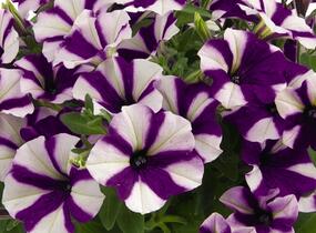 Petúnie 'Peppy Blue' - Petunia hybrida 'Peppy Blue'