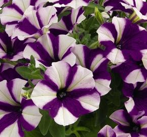 Petúnie 'Peppy Blue' - Petunia hybrida 'Peppy Blue'