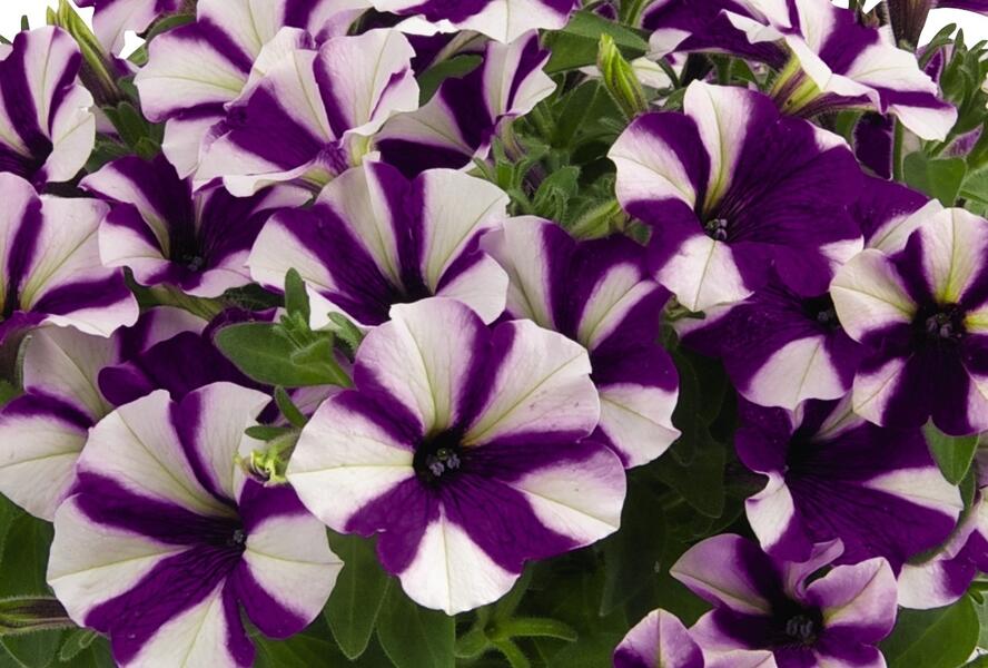 Petúnie 'Peppy Blue' - Petunia hybrida 'Peppy Blue'