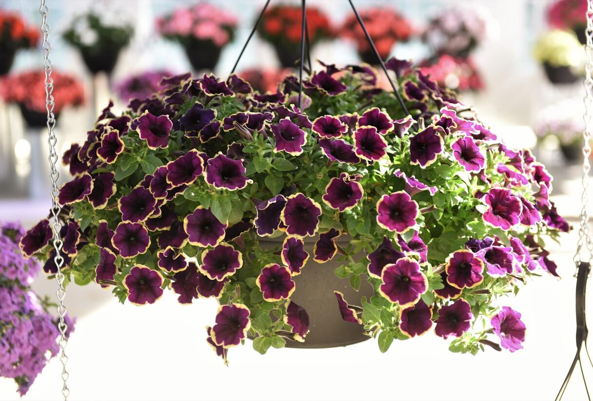 Petúnie 'Surprise Moonlight Bay' - Petunia hybrida 'Surprise Moonlight Bay'