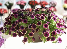 Petúnie 'Surprise Moonlight Bay' - Petunia hybrida 'Surprise Moonlight Bay'