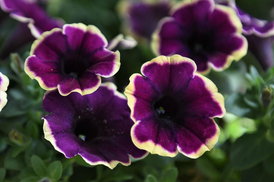 Petúnie 'Surprise Moonlight Bay' - Petunia hybrida 'Surprise Moonlight Bay'