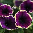 Petúnie 'Surprise Moonlight Bay' - Petunia hybrida 'Surprise Moonlight Bay'