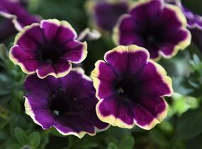 Petúnie 'Surprise Moonlight Bay' - Petunia hybrida 'Surprise Moonlight Bay'