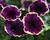 Petúnie 'Surprise Moonlight Bay'