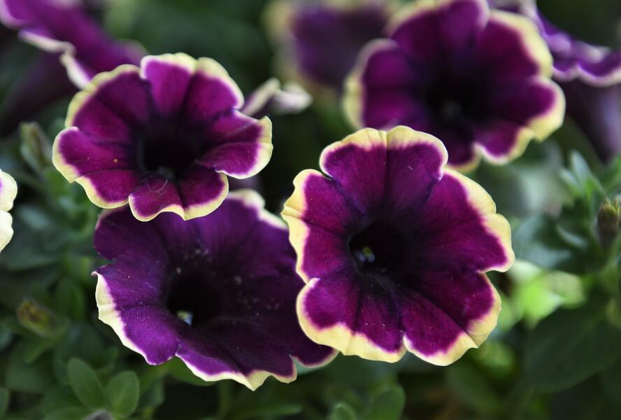 Petúnie 'Surprise Moonlight Bay' - Petunia hybrida 'Surprise Moonlight Bay'
