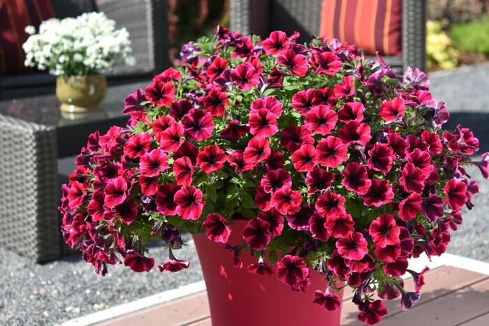 Petúnie 'Sweetunia Suzie Storm' - Petunia hybrida 'Sweetunia Suzie Storm'