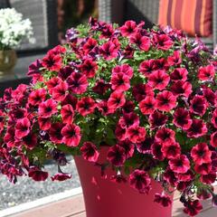 Petúnie 'Sweetunia Suzie Storm' - Petunia hybrida 'Sweetunia Suzie Storm'