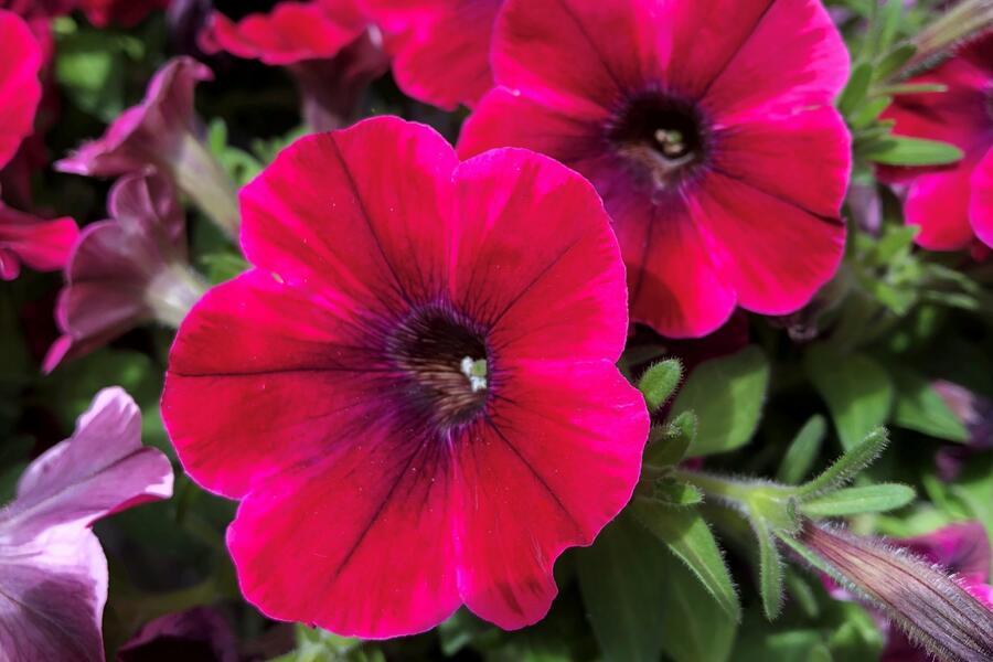 Petúnie 'Sweetunia Suzie Storm' - Petunia hybrida 'Sweetunia Suzie Storm'