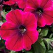 Petúnie 'Sweetunia Suzie Storm' - Petunia hybrida 'Sweetunia Suzie Storm'