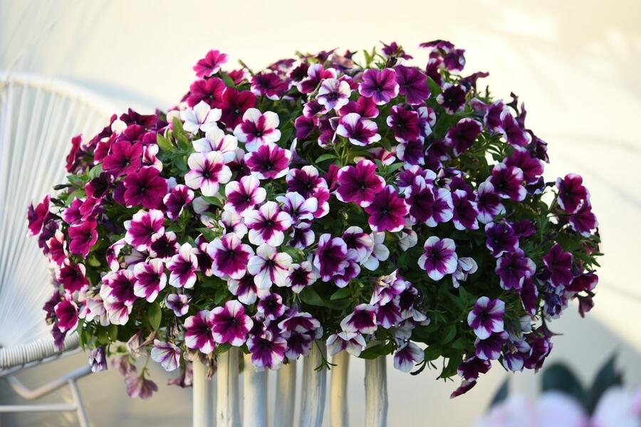 Petúnie 'Sweetunia Purple Touch' - Petunia hybrida 'Sweetunia Purple Touch'