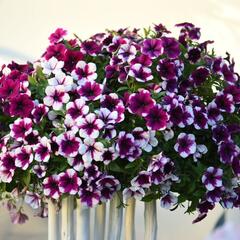 Petúnie 'Sweetunia Purple Touch' - Petunia hybrida 'Sweetunia Purple Touch'