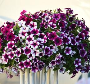 Petúnie 'Sweetunia Purple Touch' - Petunia hybrida 'Sweetunia Purple Touch'